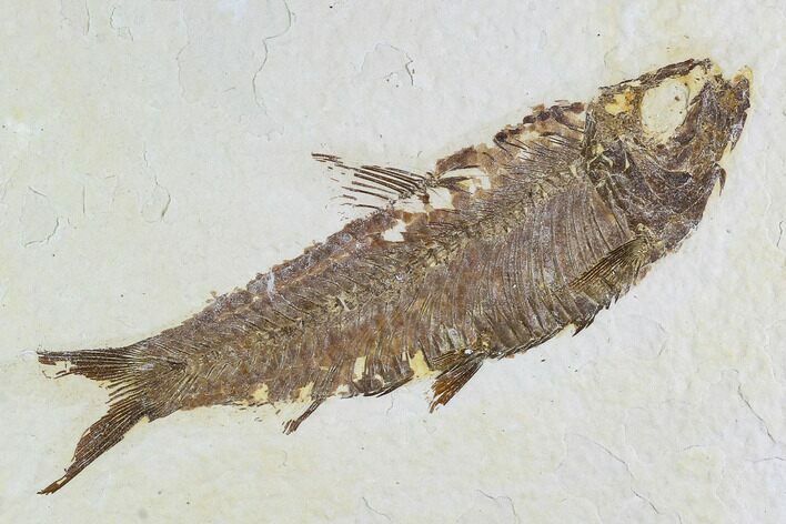 Fossil Fish (Knightia) - Wyoming #108310